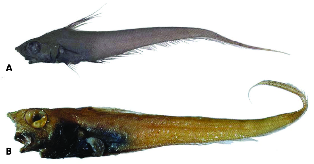 ภาพ ปลา spinosa (Nezumia spinosa)