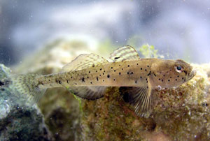 ภาพ ปลาบู่บู่ (Ninnigobius canestrinii)