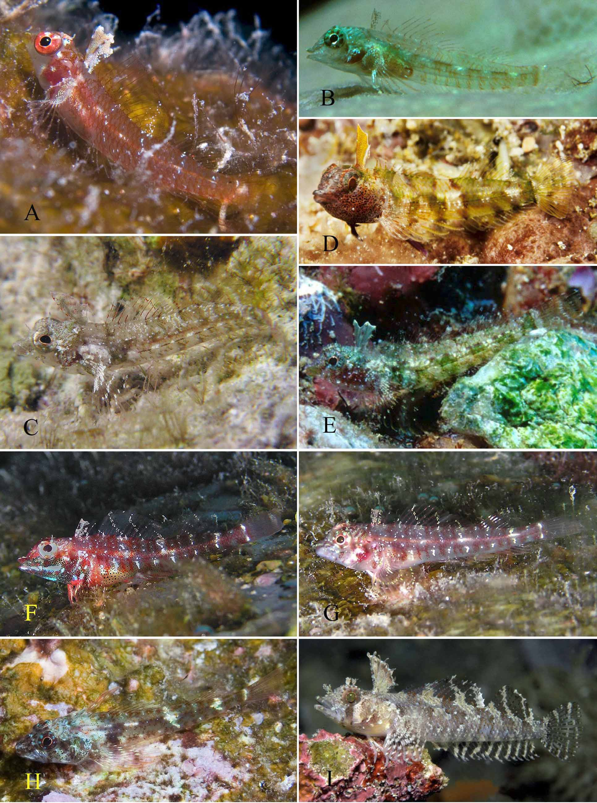 ภาพ ปลา brachylepis (Norfolkia brachylepis)