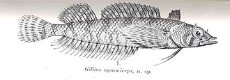 ภาพ ปลา squamiceps (Norfolkia squamiceps)