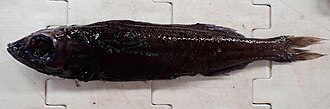 ภาพ ปลา operosus (Normichthys operosus)