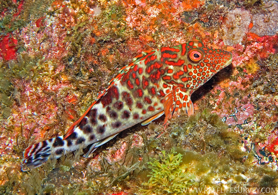 ภาพ ปลาเหยี่ยวลายด่าง (Notocirrhitus splendens)