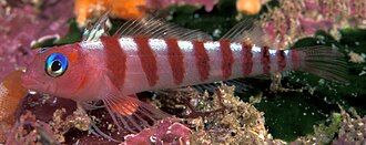 ภาพ ปลา segmentatus (Notoclinops segmentatus)
