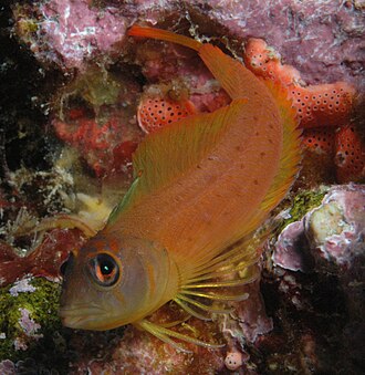 ภาพ ปลา yaldwyni (Notoclinops yaldwyni)