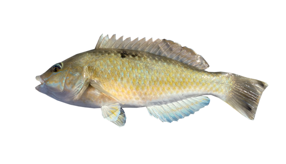 ภาพ ปลานกขุนทอง celidotus (Notolabrus celidotus)