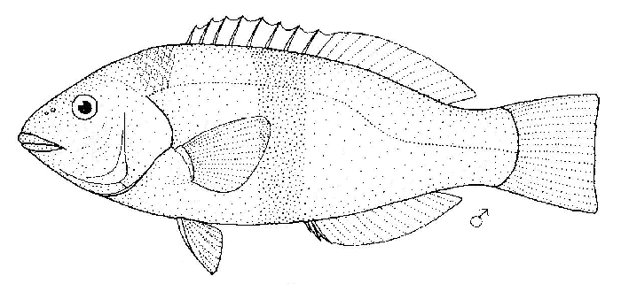 ภาพ ปลานกขุนทอง cinctus (Notolabrus cinctus)