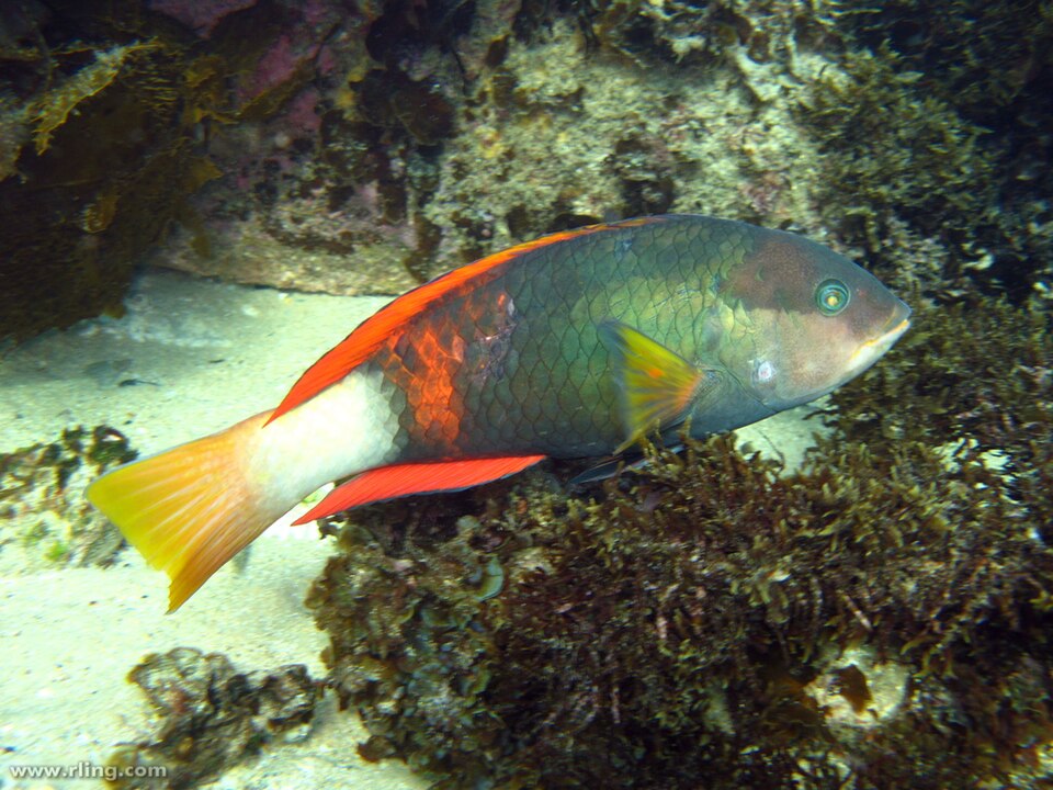 ภาพ ปลานกขุนทองแดงเข้มลายบั้ง (Notolabrus gymnogenis)