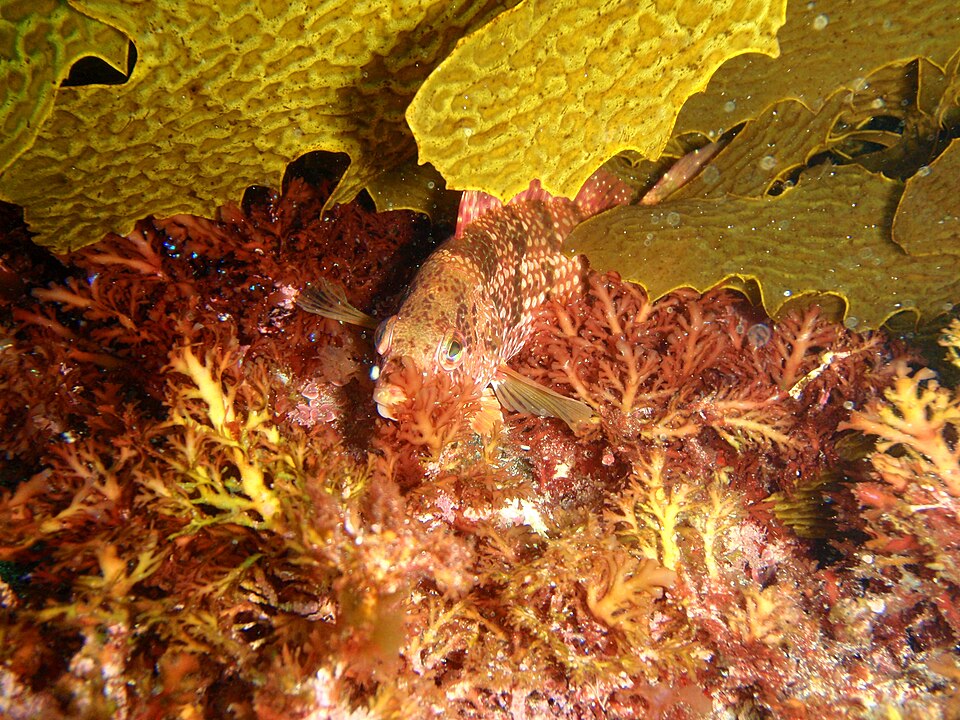 ภาพ ปลานกขุนทองน้ำตาลลายจุด (Notolabrus parilus)