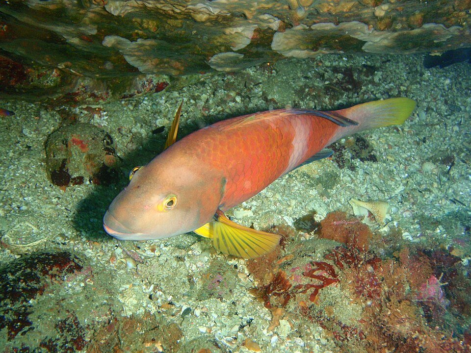 ภาพ ปลานกขุนทองน้ำเงิน (Notolabrus tetricus)