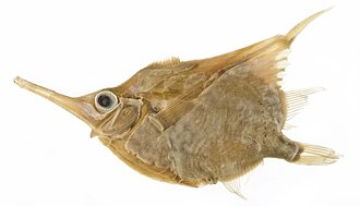ภาพ ปลา fernandezianus (Notopogon fernandezianus)
