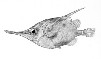 ภาพ ปลา lilliei (Notopogon lilliei)