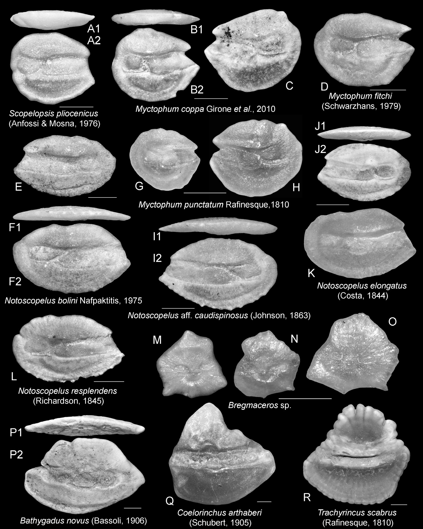 ภาพ ปลา caudispinosus (Notoscopelus caudispinosus)