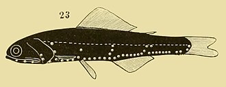 ภาพ ปลา elongatus (Notoscopelus elongatus)