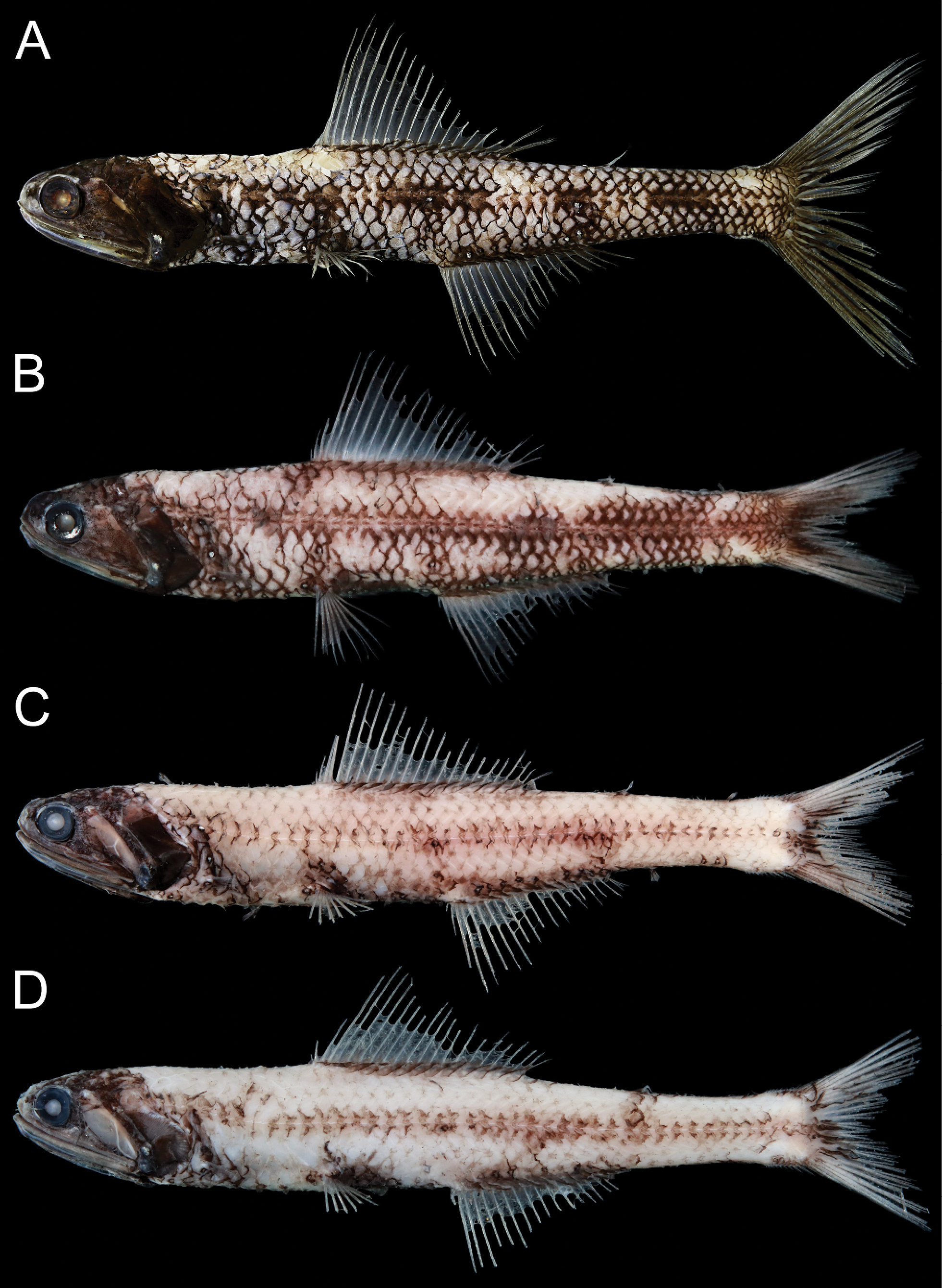 ภาพ ปลา japonicus (Notoscopelus japonicus)