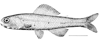 ภาพ ปลา kroyeri (Notoscopelus kroyeri)