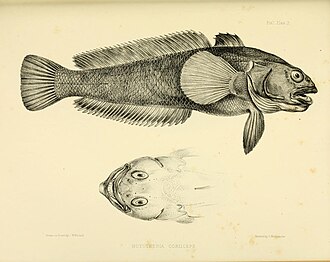 ภาพ ปลา coriiceps (Notothenia coriiceps)