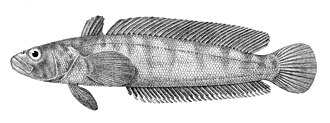 ภาพ ปลา rossii (Notothenia rossii)
