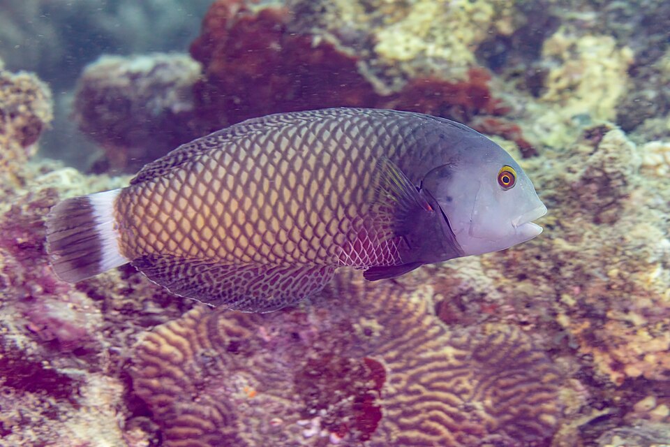 ภาพ ปลานกขุนทองมังกร (Novaculichthys taeniourus)