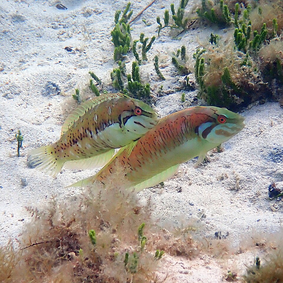 ภาพ ปลานกขุนทองหญ้าทะเล (Novaculoides macrolepidotus)
