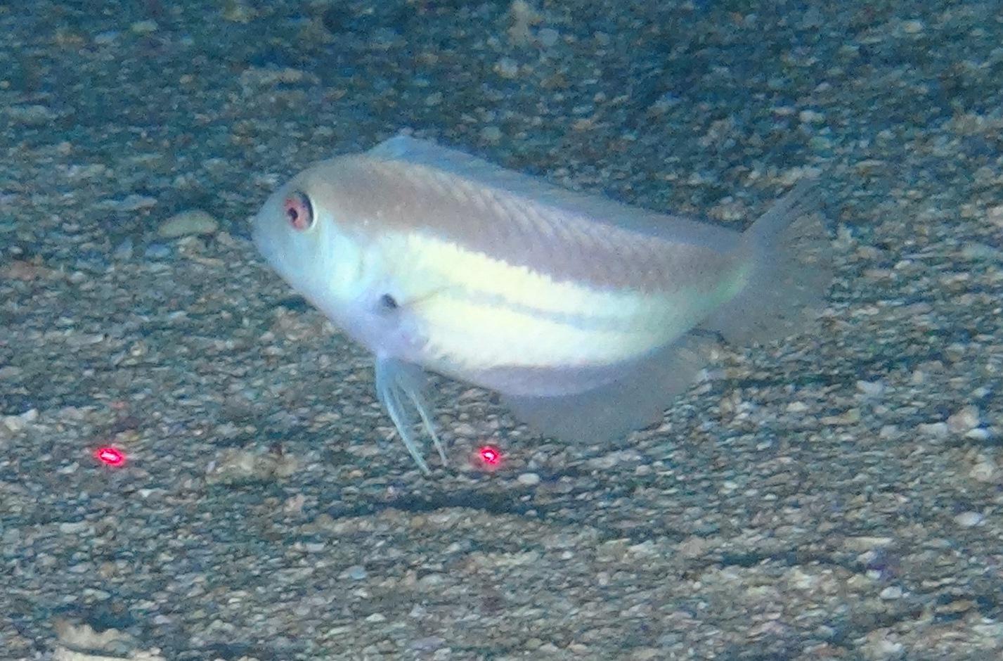 ภาพ ปลานกขุนทอง alvheimi (Novaculops alvheimi)