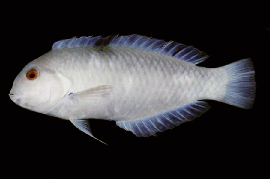 ภาพ ปลานกขุนทอง pastellus (Novaculops pastellus)