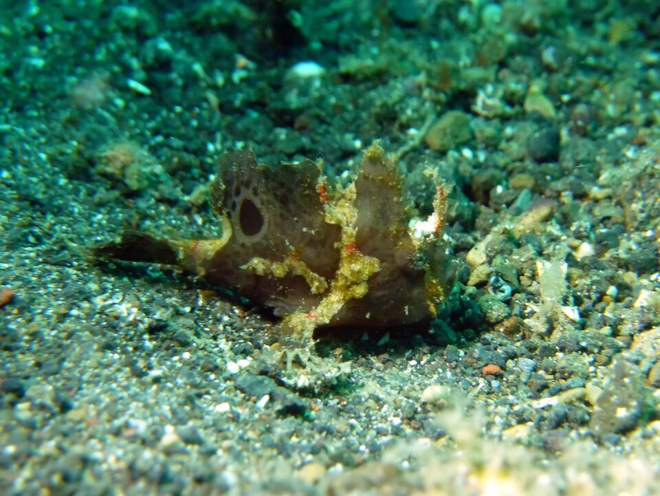 ภาพ ปลากบน้ำลึก (Nudiantennarius subteres)