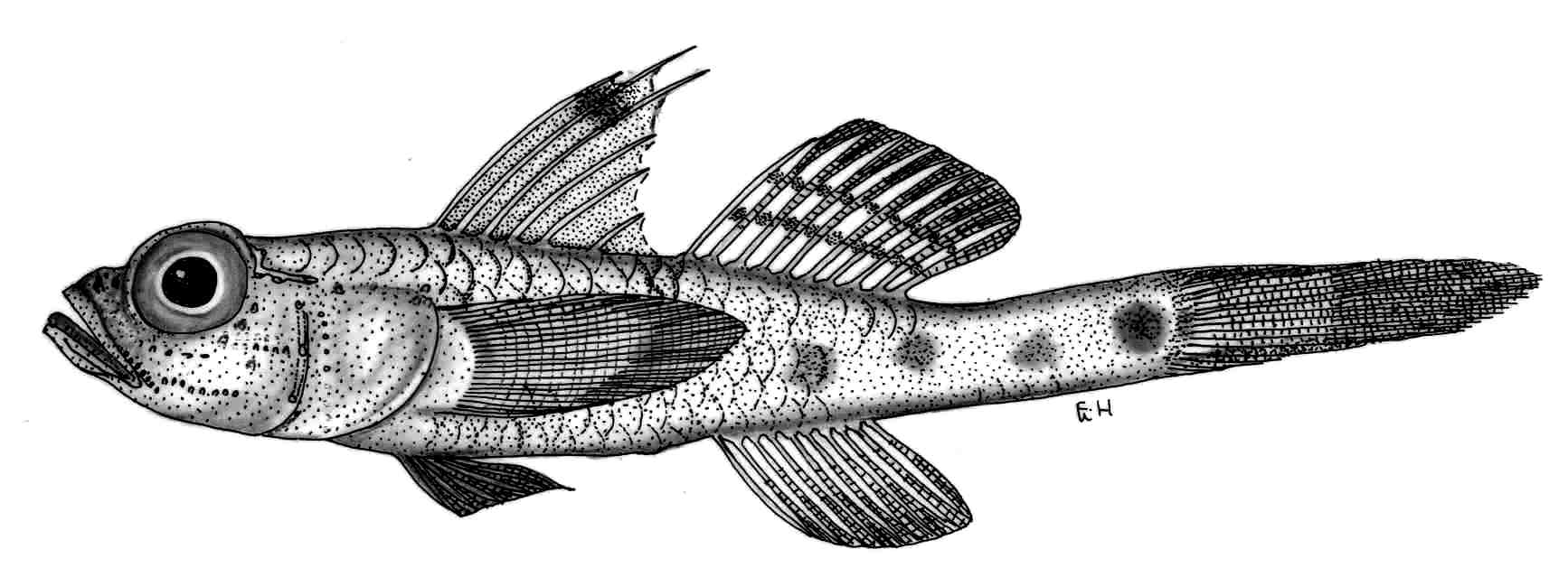 ภาพ ปลาบู่บู่ (Obliquogobius turkayi)