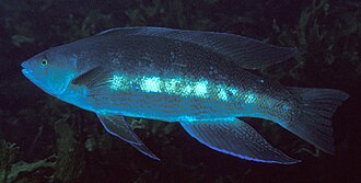 ภาพ ปลา pullus (Odax pullus)