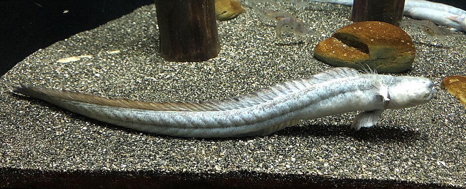 ภาพ ปลาบู่ไหลบู่ (Odontamblyopus lacepedii)