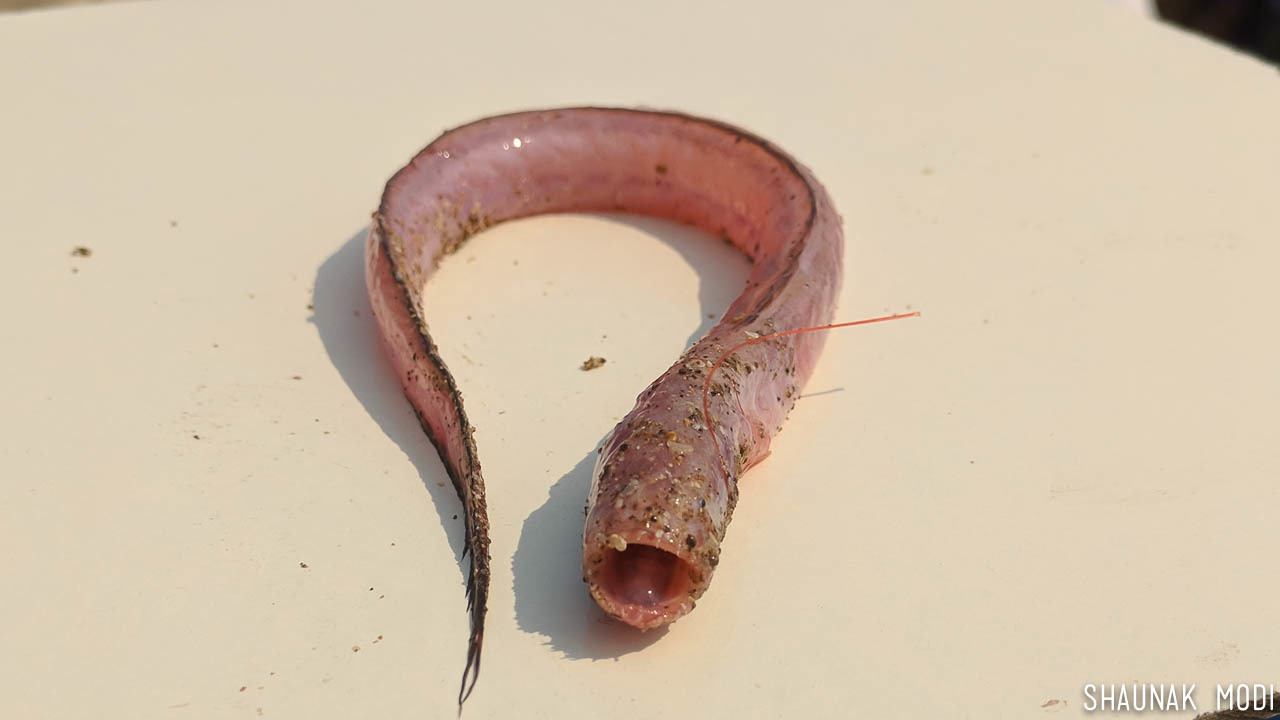 ภาพ ปลาบู่ roseus (Odontamblyopus roseus)