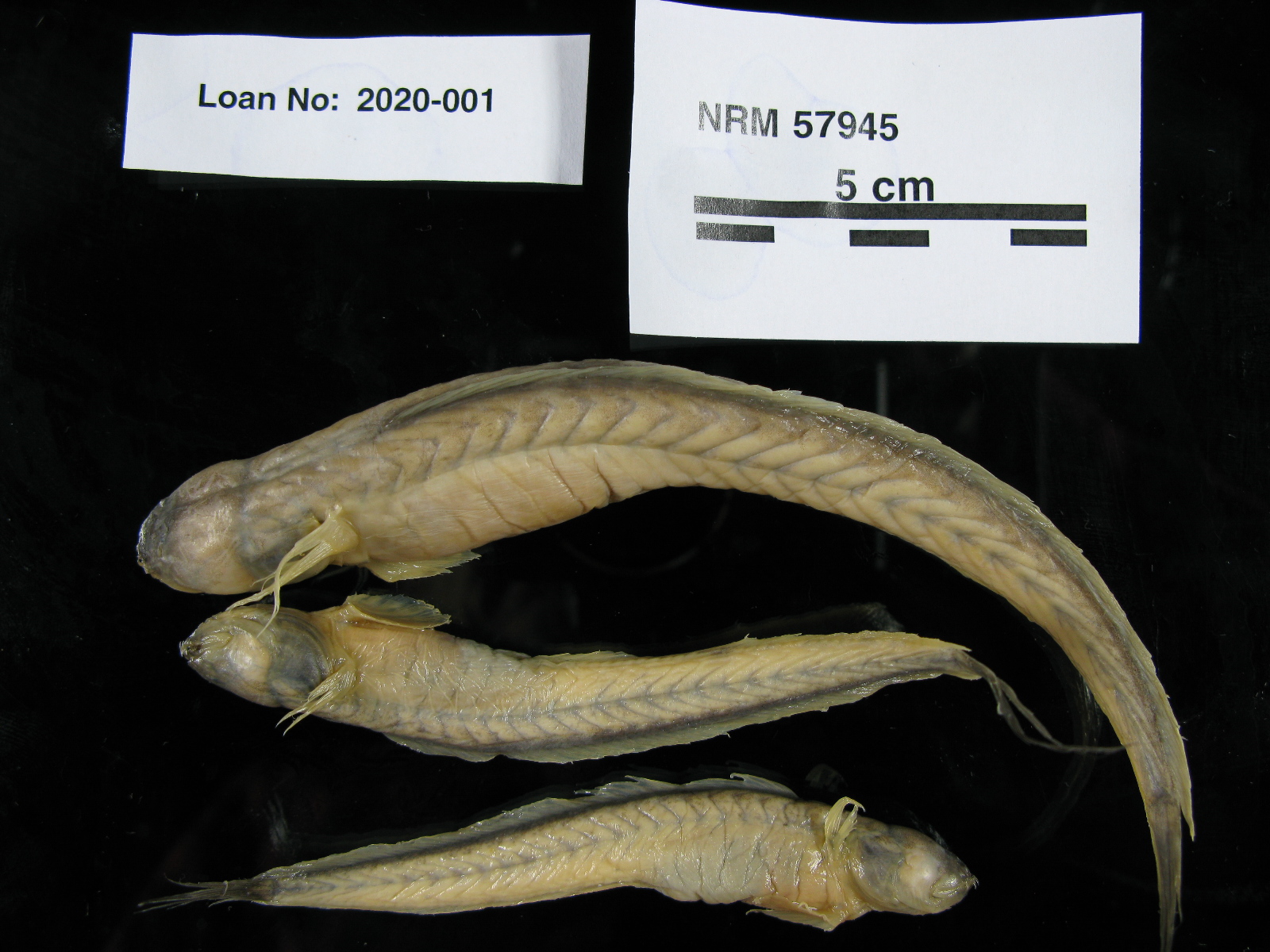 ภาพ ปลาบู่แดง (Odontamblyopus rubicundus)