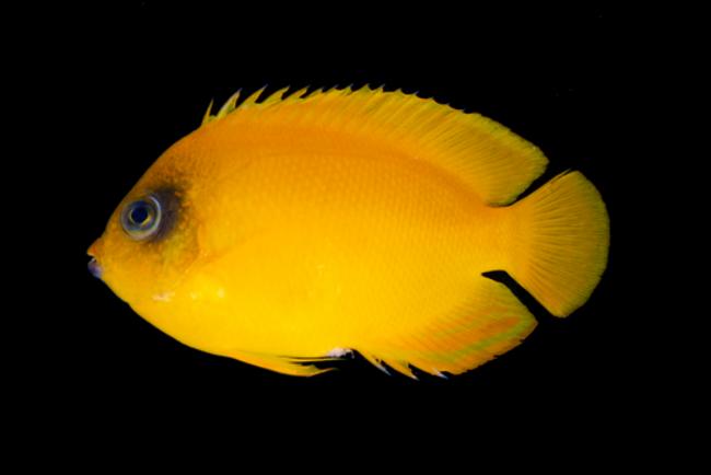 ภาพ ปลานางฟ้า borbonius (Odontanthias borbonius)
