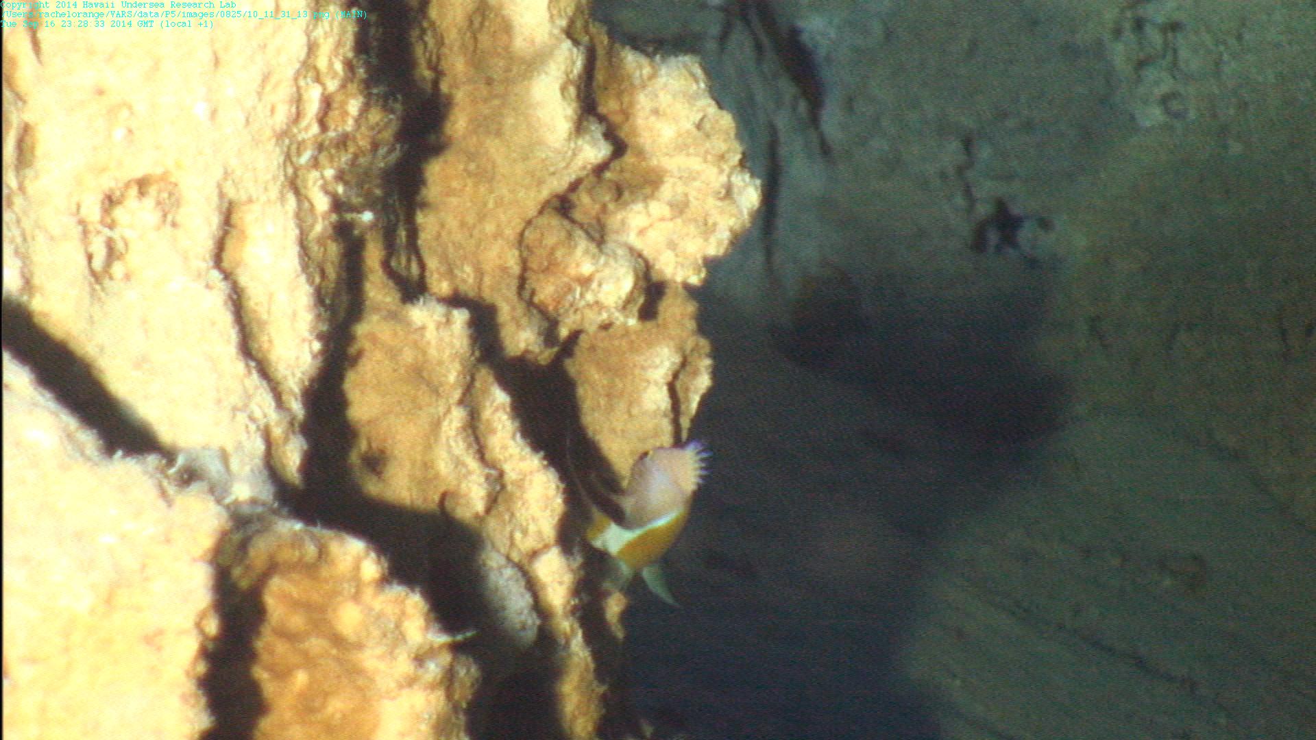 ภาพ ปลานางฟ้า elizabethae (Odontanthias elizabethae)