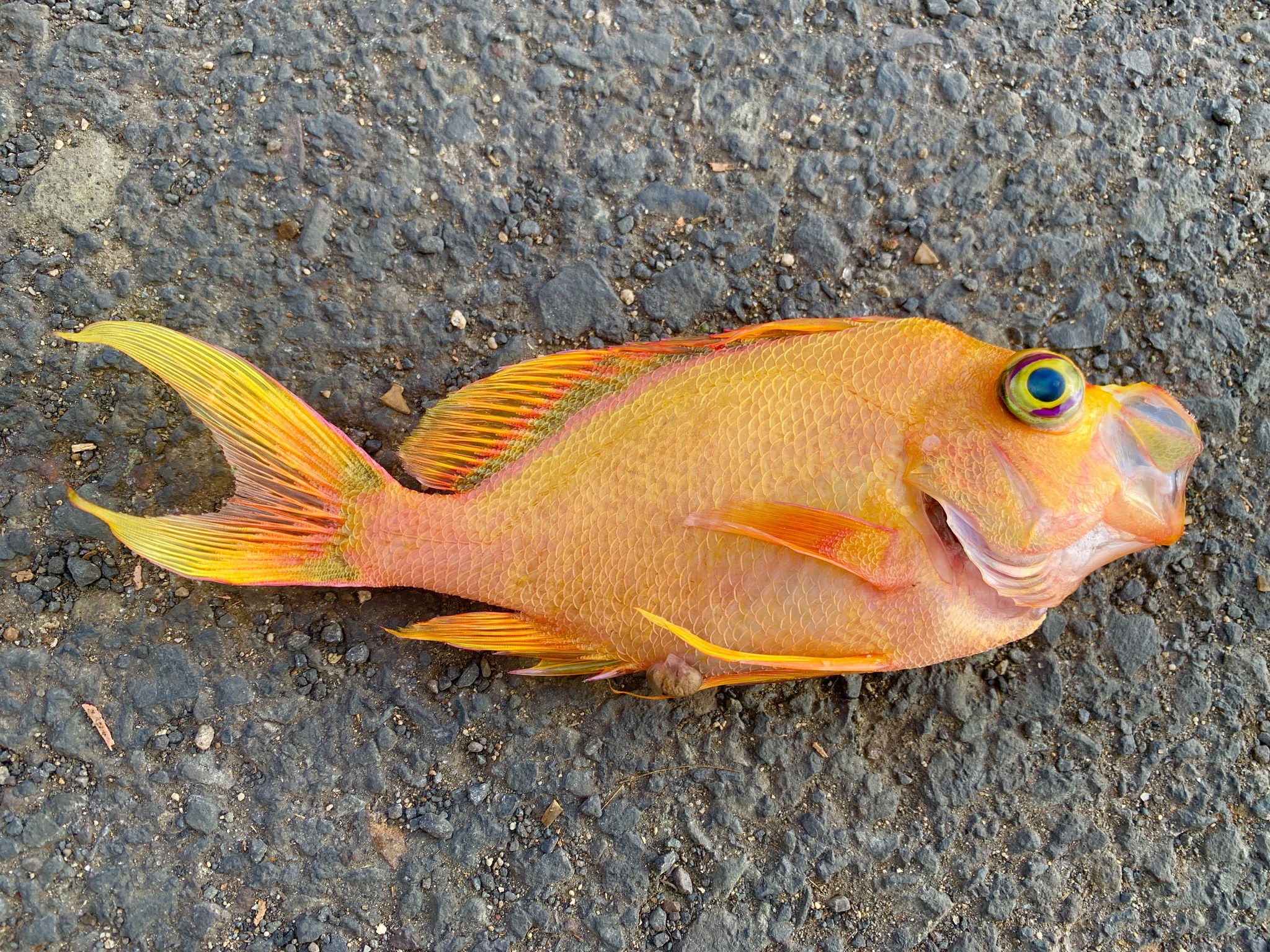ภาพ ปลานางฟ้าฮาวายน้ำลึก (Odontanthias fuscipinnis)