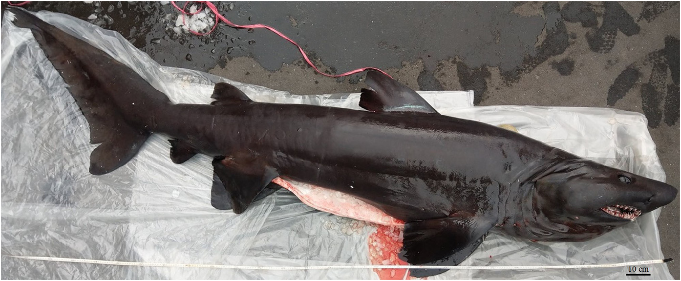 ภาพ ปลา noronhai (Odontaspis noronhai)