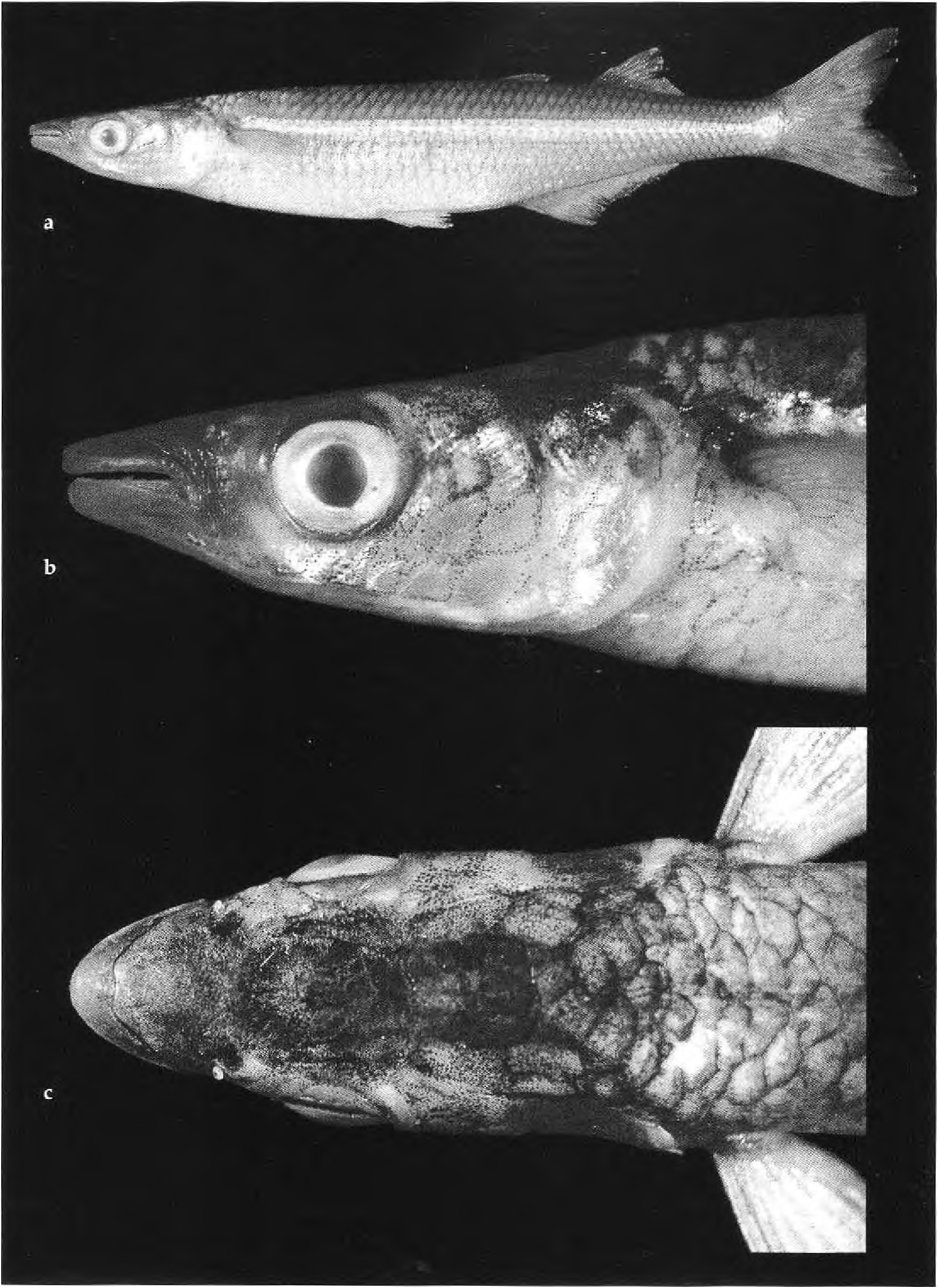ภาพ ปลา bicudo (Odontesthes bicudo)