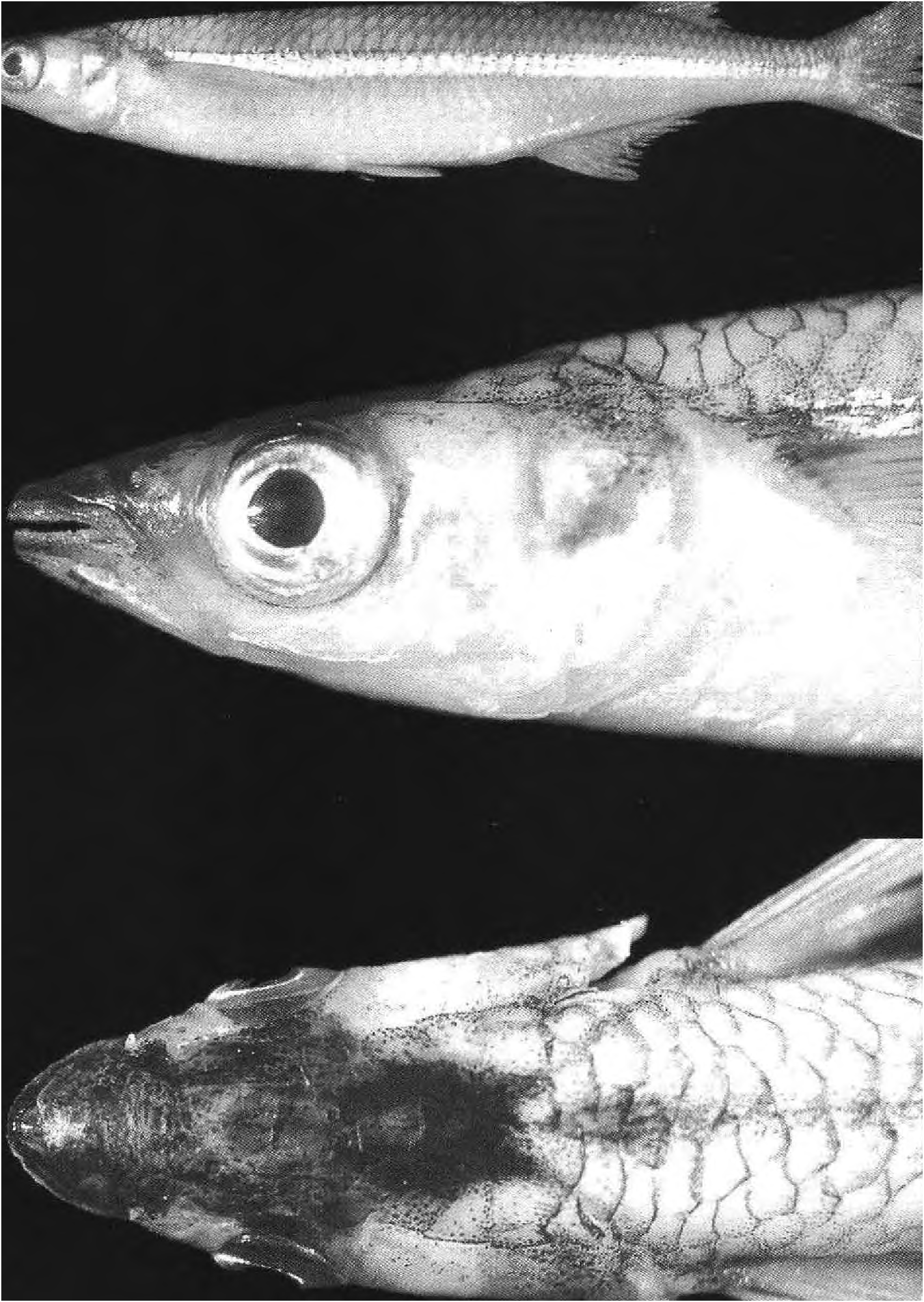 ภาพ ปลา ledae (Odontesthes ledae)