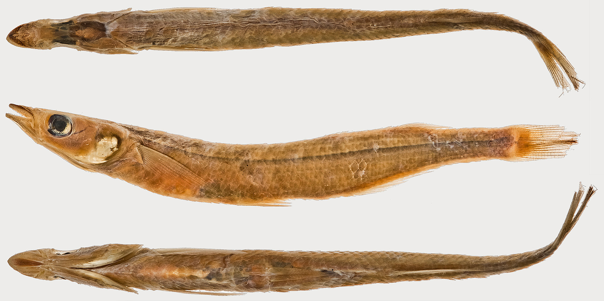 ภาพ ปลา perugiae (Odontesthes perugiae)
