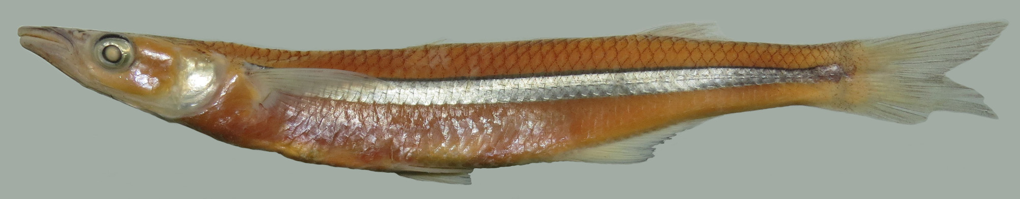 ภาพ ปลา yucuman (Odontesthes yucuman)