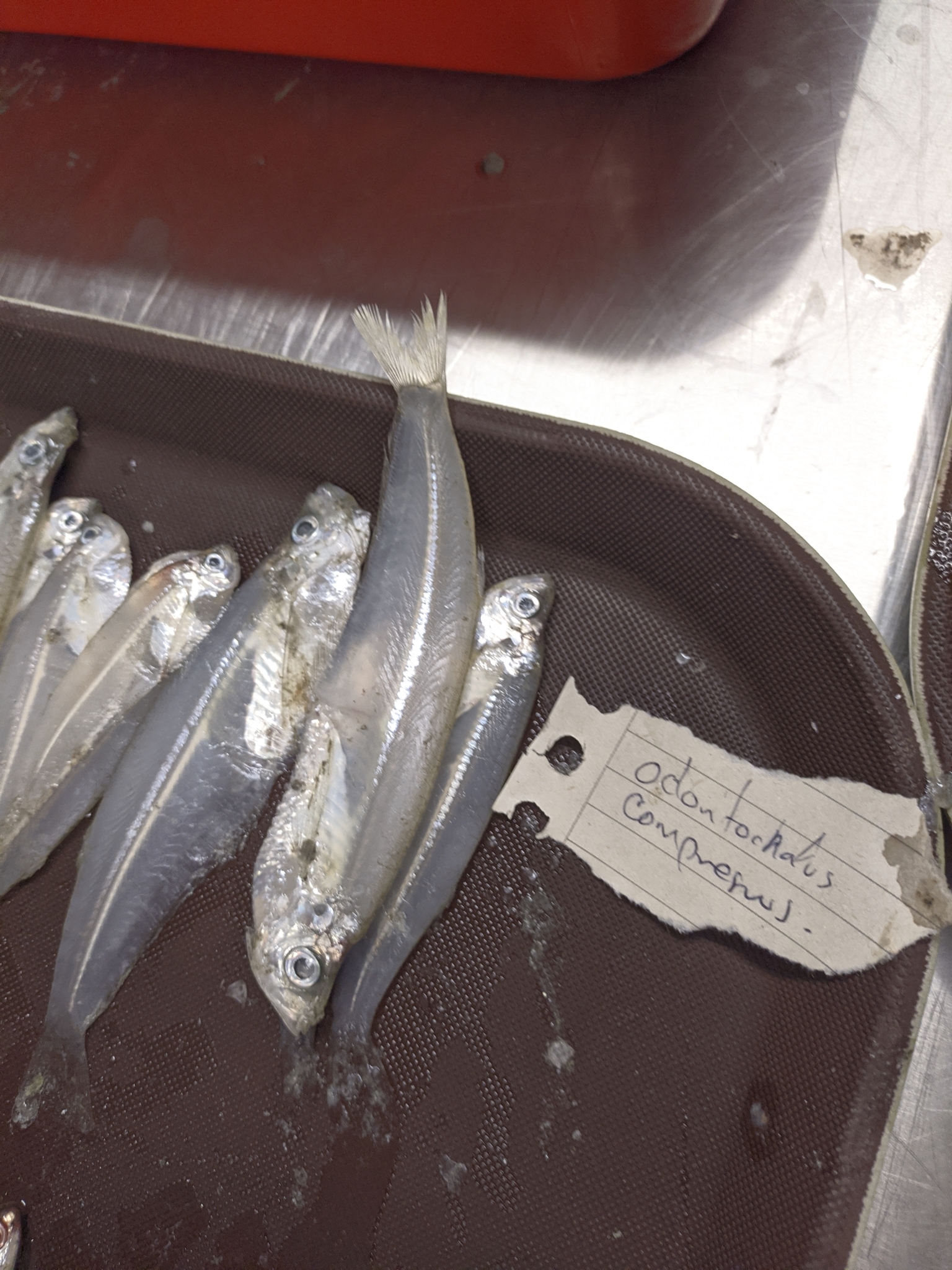 ภาพ ปลา compressus (Odontognathus compressus)