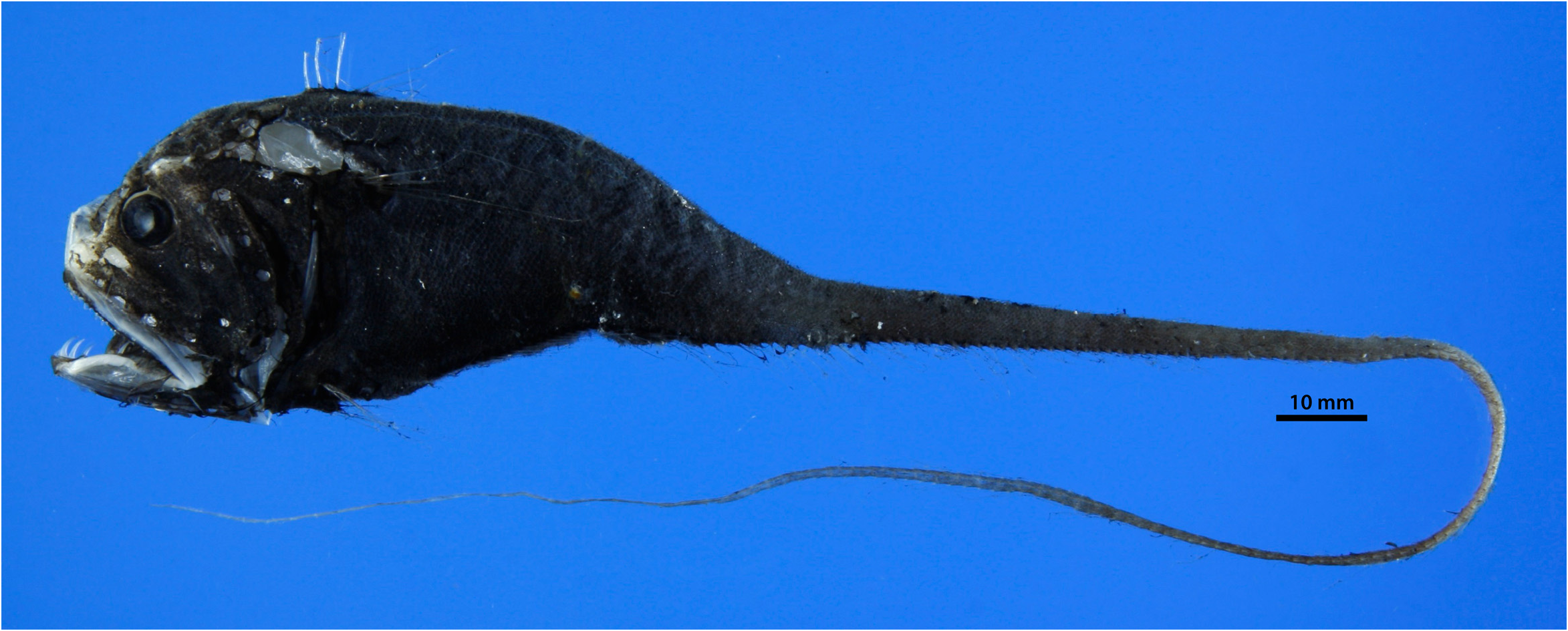 ภาพ ปลา murrayi (Odontomacrurus murrayi)