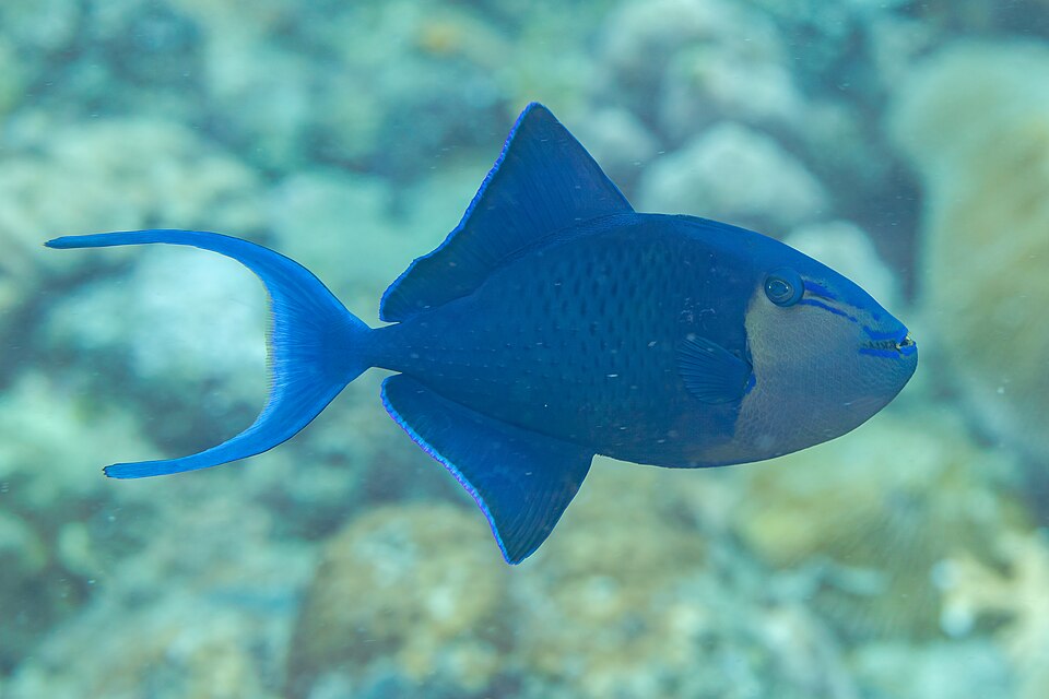 ภาพ ปลาวัวฟันแดง (Odonus niger)