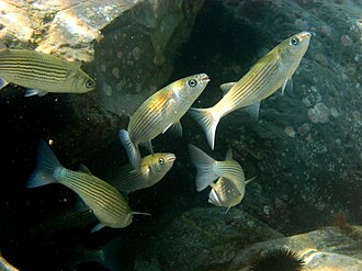 ภาพ ปลา labeo (Oedalechilus labeo)
