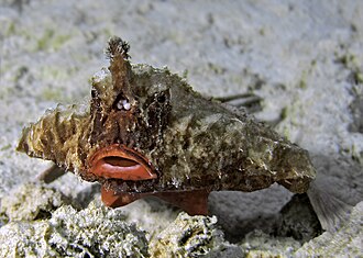 ภาพ ปลา corniger (Ogcocephalus corniger)