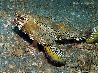 ภาพ ปลา cubifrons (Ogcocephalus cubifrons)