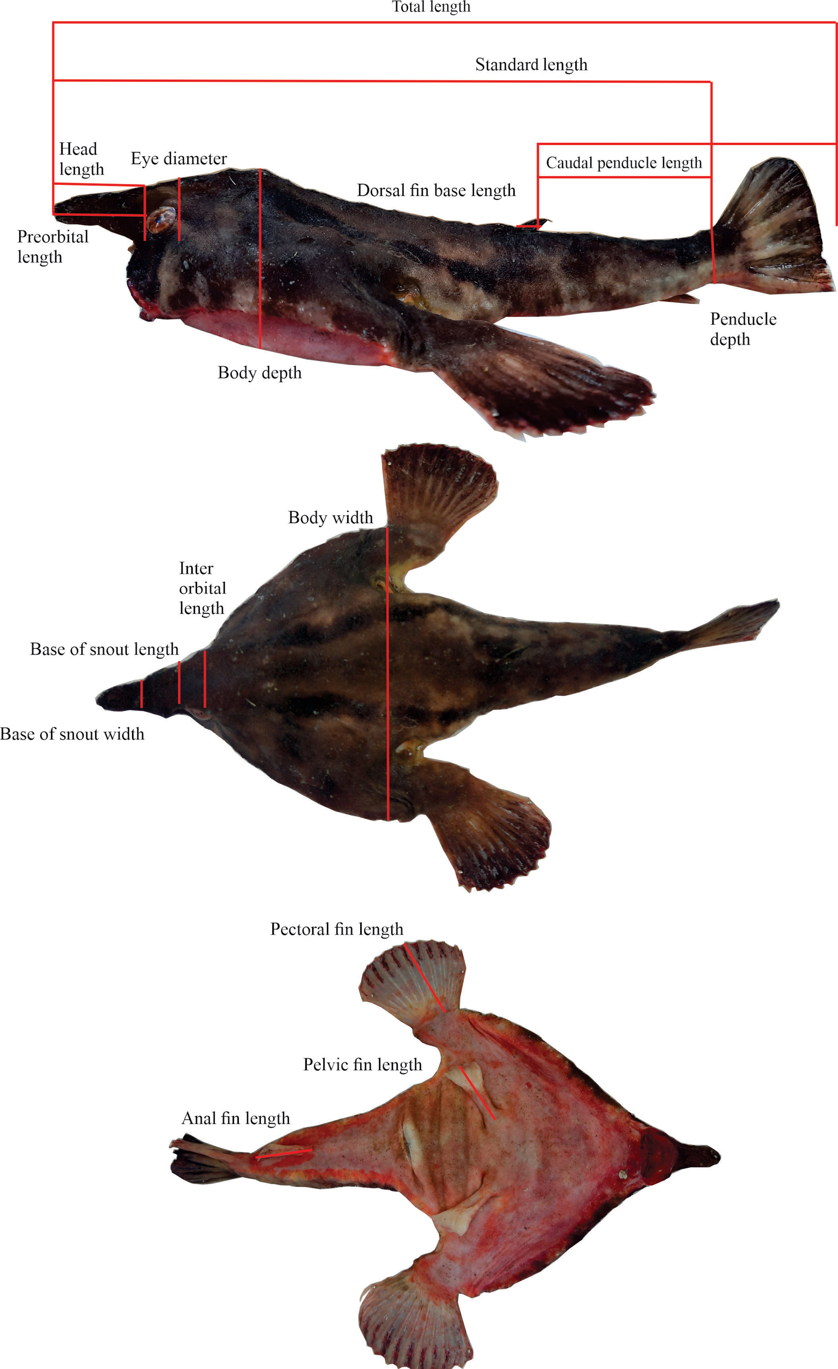 ภาพ ปลา darwini (Ogcocephalus darwini)