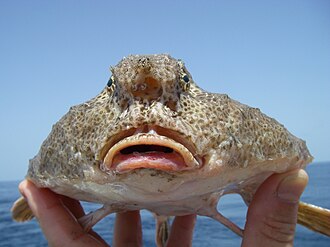 ภาพ ปลา declivirostris (Ogcocephalus declivirostris)