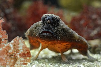 ภาพ ปลา nasutus (Ogcocephalus nasutus)