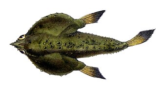 ภาพ ปลา notatus (Ogcocephalus notatus)