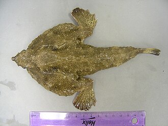 ภาพ ปลา pantostictus (Ogcocephalus pantostictus)